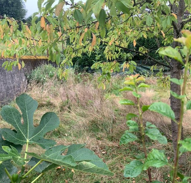 Döttingen 2 Eigentumswohnungen - Grundstück Garten