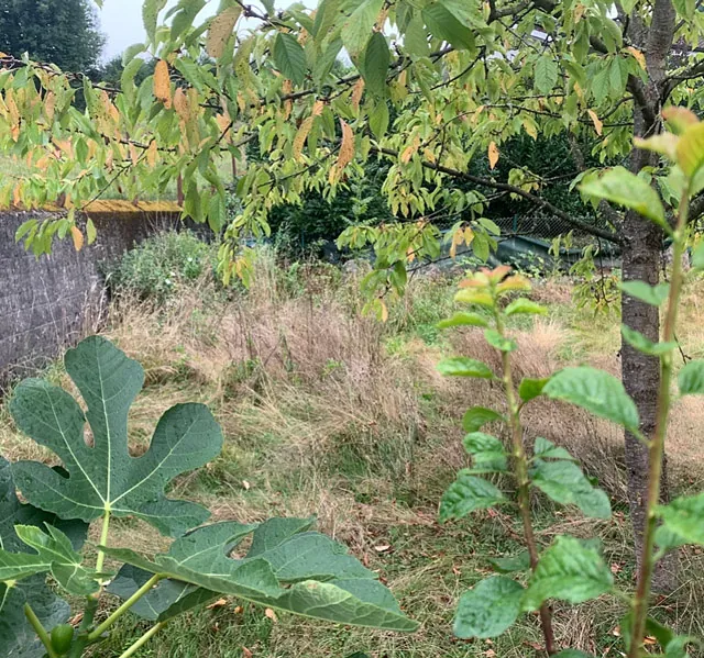 Döttingen 2 Eigentumswohnungen - Grundstück Garten